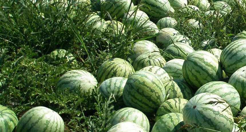 Africa: business of watermelon production, a promising activity