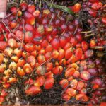 Cameroon: the emergency need to boost local palm oil production