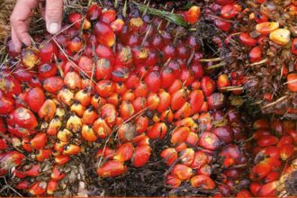 Cameroon: the emergency need to boost local palm oil production