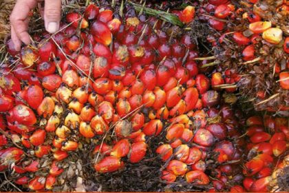 Cameroon: the emergency need to boost local palm oil production