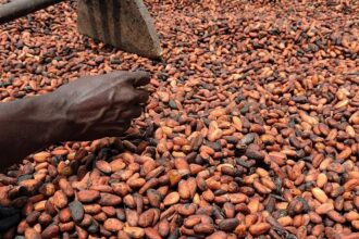 Cameroon: 2.5 billion US dollars (1,500 billion Fcfa) to be pocketed by cocoa farmers in the coming season