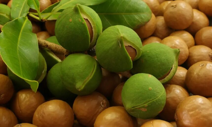 Zimbabwe : Macadamia nut exports reach US$ 4 million in first semester 2024
