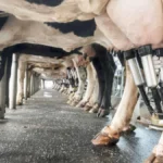 Kenya: new targets for milk export market, thanks to growth in production
