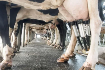 Kenya: new targets for milk export market, thanks to growth in production