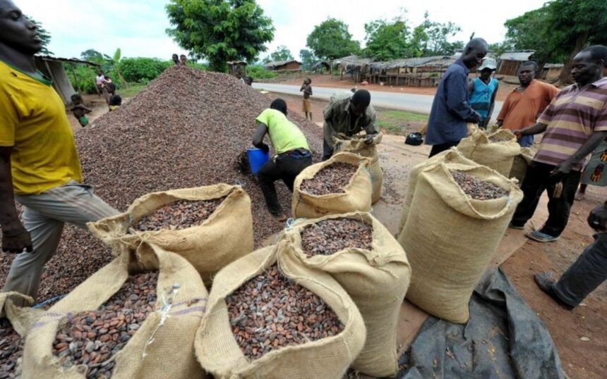 Ivory Coast: producers present a strategic plan to revitalize the coffee sector