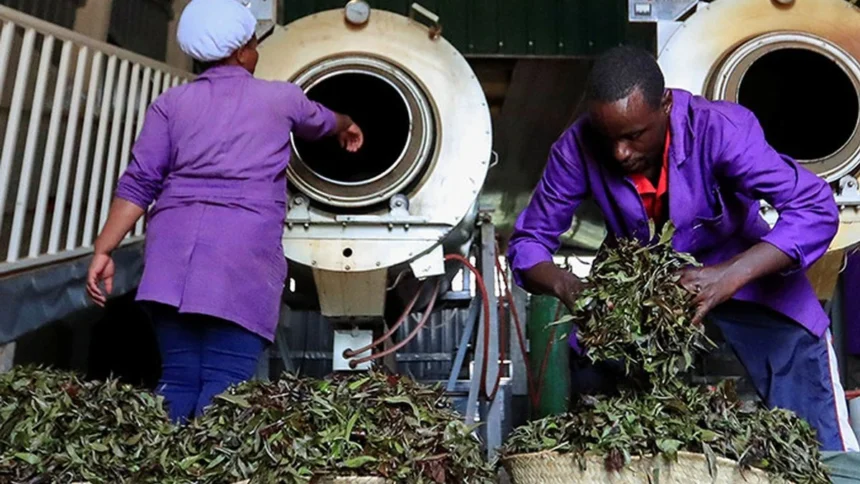 Kenya : inside the secrets of world-renowned tea production
