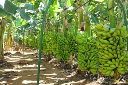 Cameroon Development Corporation Crisis: CDC in Decline