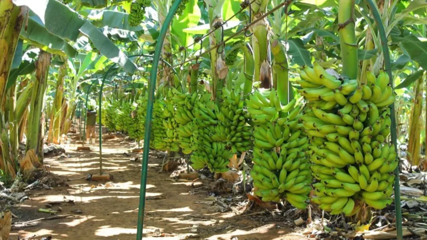 Cameroon Development Corporation Crisis: CDC in Decline
