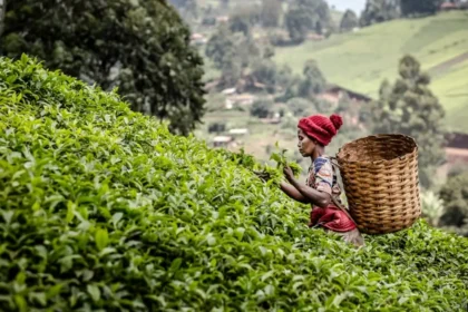 Kenya’s Tea Paradox: From World’s Top Exporter to Undervalued Commodity