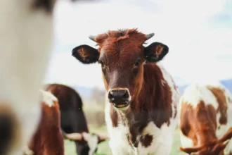 Nigeria at the helm: how goats are fueling Africa’s food security and rural growth