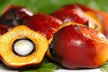 Cameroon’s Opalm Launches CFA 45 Billion Palm Oil Expansion to Cut Imports and Boost Local Production